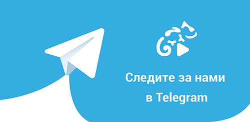 канал в telegram 64.spravo4ki-z.ru